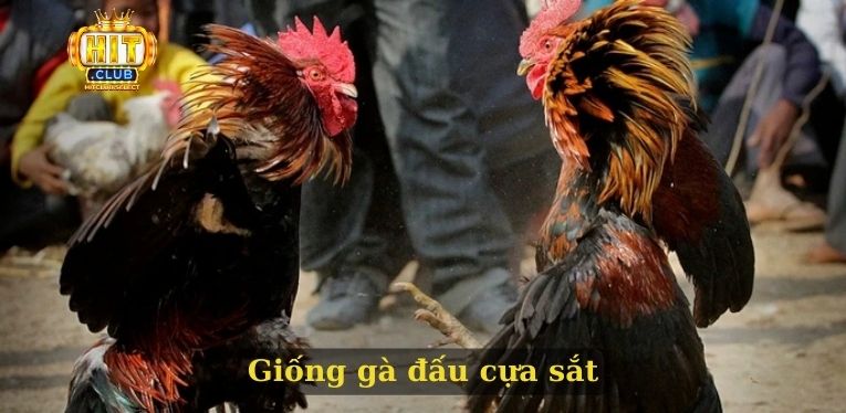 Giống gà đấu cựa sắt
